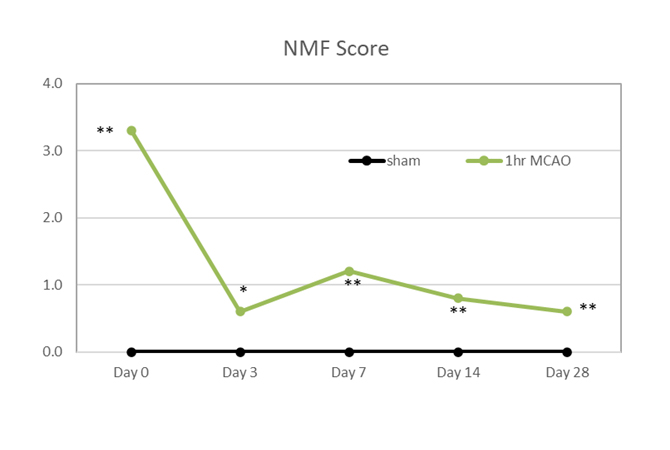 <h4>神経症状のスコアリング</h4>
脳梗塞発症後は一般症状に変化が現れます。Petulloらの方法（Life Science 1999; 64: 1099-1108）に準じて、モデル作製後の神経症状スコアを評価します。時間の経過に比例して正常値に近づきますが、寛解することはありません。
