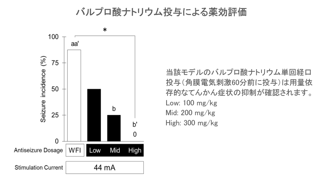 <h4>角膜電気刺激モデル（6-Hzてんかん発作）によるマウスの評価例</h4>
覚醒下でICRマウスの両眼角膜へ6-Hzのパルス刺激を3秒間与える角膜電気刺激モデルはてんかんの薬効評価モデルとして汎用されています。予め評価したい化合物を投与したうえで角膜電気刺激後は速やかにオープンフィールド内へ動物を置き、最大1分間の行動観察を行います。観察開始から10秒以内に探索行動が確認された場合は「痙攣様行動なし（抗痙攣作用あり）」と判定し、探索行動が確認されなかった場合や、明確な異常行動（挙尾反応などの異常姿勢、顔面と前後肢のクローヌス、全身性間代性痙攣）が見られた場合には「痙攣様行動あり」と判定します。